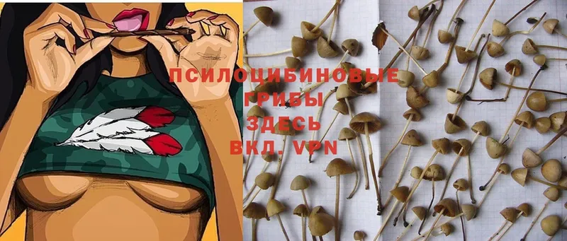 Псилоцибиновые грибы MAGIC MUSHROOMS  Заволжск 